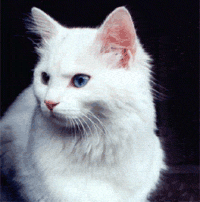 Великолепная пушистая разноглазая ангорская кошка чисто белого цвета