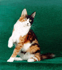  Ангорская кошка Rebecca dew of kaeleron,
питомник - Kaeleron, владельцы - питомник Azima, окрас - калико