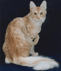 Grand Champion Ангорский кот Hearts Afire,
питомник Sadakat, заводчики - питомник Silverlock, CFA International breed winner 2000-01
