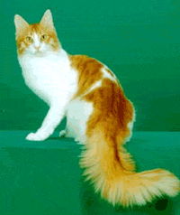Ангорский кот Irish Red, питомник Kaeleron,
 красный макрель табби с белым
