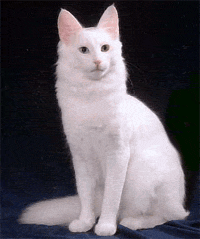 Grand Champion 
Ангорский кот Khan Beyaz из питомника Antalya