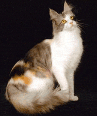 Ангорская кошка Ballybofey, питомник Kaeleron,
серебристый пятнистый табби с белым