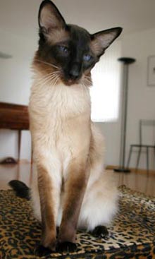 Балинезийский кот MichaelAngelo,
USA Gr Champion, питомник blue Moon