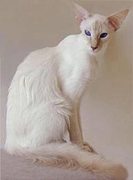 Балинезийская кошка Alidina,
 питомник blue Moon