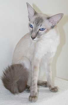 Балинезийская кошка, Чемпион Indirha-Ina
питомник blue Moon