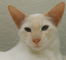 Балинезийский кот окраса cream point,
имя - Escar Khan, питомник blue Moon, заводчик Dr. M Kessler