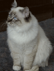 Бирманский кот Сакори, питомник Griffe Aigue, Санкт-Петербург, владелец - Руфина Быкова