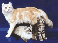 Американский Керл, кот Марфик,
заводчик и владелец - Светлана Пономарева, уникальный производитель окраса колор-пойнт
