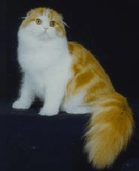 Шотландская Вислоухая (кот) окраса 
red tabby & white