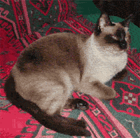 Традиционная сиамская кошка