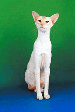 Современная сиамская кошка, питомник Лима,
окрас - ред пойнт