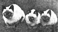 Duen Ngai, Kalohom и Khromata - первые
сиамские кошки, вывезенные из Сиама в Англию