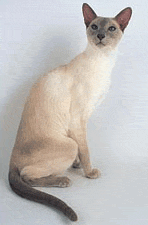 Современная сиамская кошка, окрас -
лайлак пойнт, питомник Лима