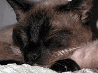 Традиционная сиамская кошка, сладкий сон