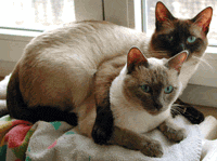 Традиционные сиамские кошки, нежное объятие