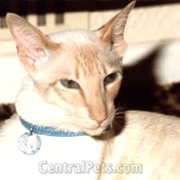 Современная сиамская кошка, Tan-Tu,
фотограф - Sytlvie Cox