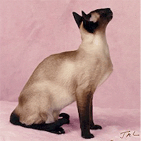 Современная сиамская кошка, окрас -
сил пойнт, имя - Promise Me Tu Tu