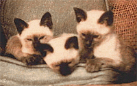 Трое сиамских традиционных котят, купленных
миссис Добренчук