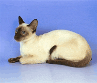 Питомник Лима, современная сиамская кошка, окрас -
шоколад-пойнт