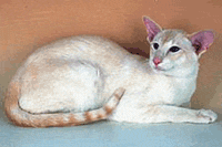 Питомник Лима, современная сиамская кошка, окрас -
крем-пойнт