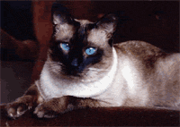 Традиционная сиамская кошка