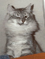 Микита, Сибирский кот, подмигивает нам