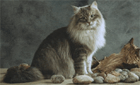 Сибирский кот, Gordey Sant-Andre