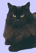 
Княжна Россити, Grand Europe Champion, питомник Россити, шикарная черная сибирская кошка