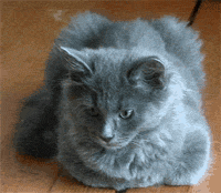 Сибирская кошка, окрас - голубой, питомник Onyx
Gloria