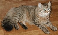 Сибирский кот, окрас - 
коричневый табби, питомник Onyx Gloria