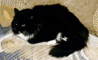  Сибирский кот, окрас - 
черно-белый, питомник Onyx Gloria