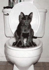Кошки, которые
ходят в туалет