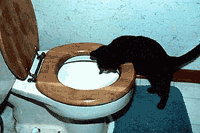 Кошки, которым
нравится туалет